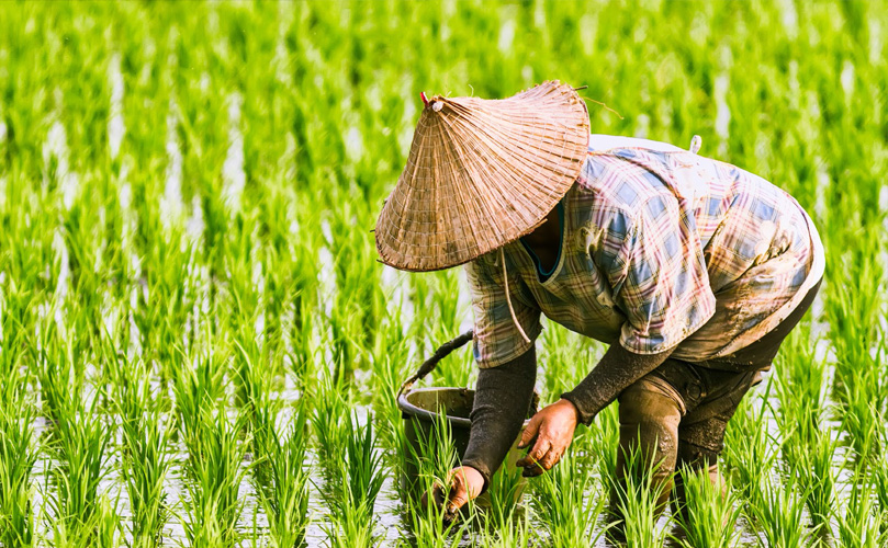 米農家の画像