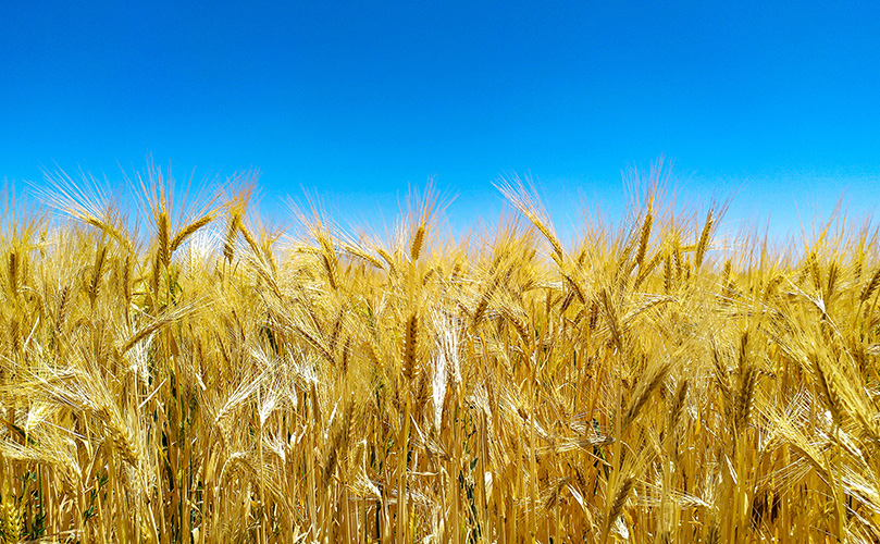 明るい青空と大麦畑