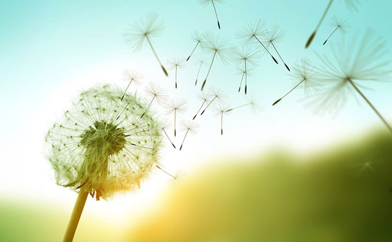 close-up of dandelion and spores blowing in wind